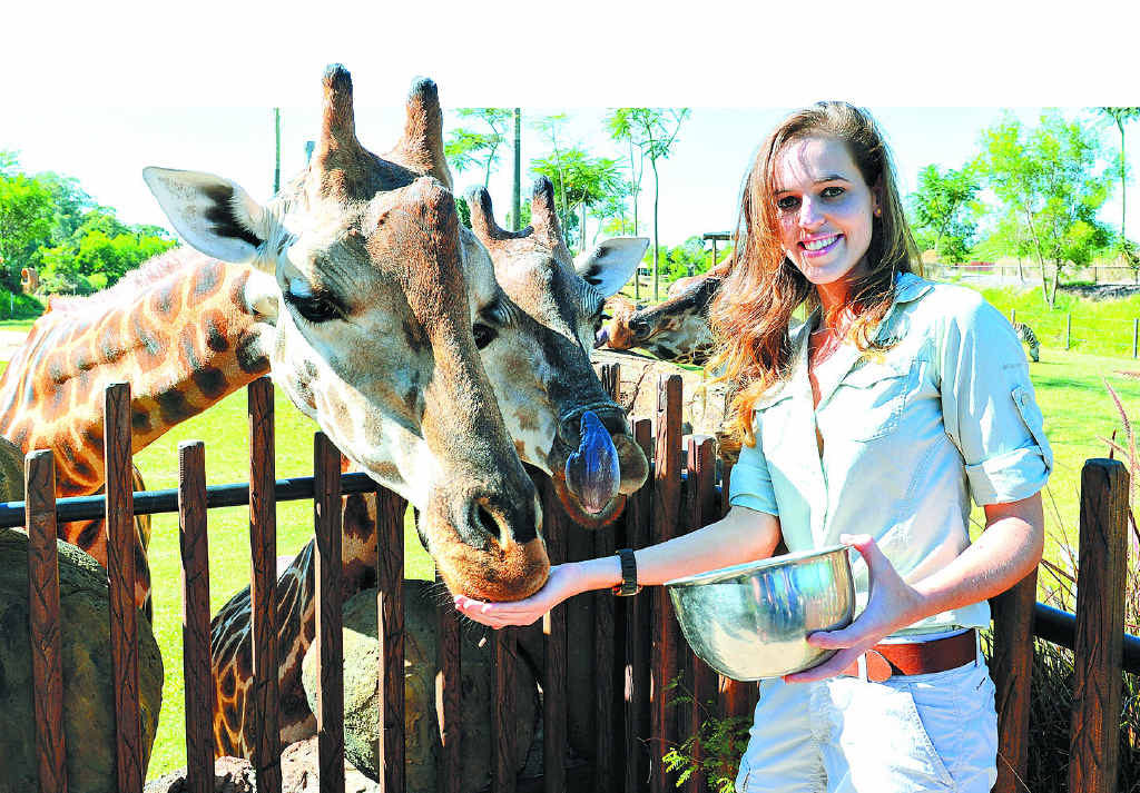 EATING FOR TWO: Australia Zoo keeper Olivia Degn gives the pregnant Rosie a congratulatory snack. EATING FOR TWO: Australia Zoo keeper Olivia Degn gives the pregnant Rosie a congratulatory snack.